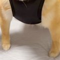 犬に服を着せた結果→…