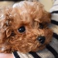 犬を『抱っこ』する…