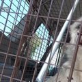 犬を１匹保護して帰…