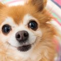 犬が喜ぶフレーズ４選