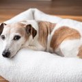 『高齢犬』が幸せに…