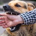 犬の『噛み癖』を直…