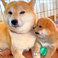 お母さん犬と赤ちゃ…