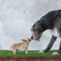 犬同士はどうやって…