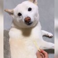 犬の脇にチーズを仕…