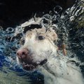 愛犬の「水嫌い」は…