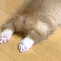 おもちゃで遊んでい…