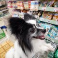 犬をコンビニなどに…