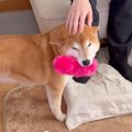 数年ぶりに５人家族…