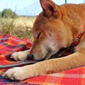 犬が『気持ちいい～…