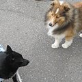 犬同士が初対面でも…