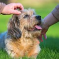 よその犬を勝手に触…