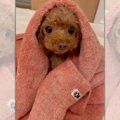 お気に入りの「ふわ…