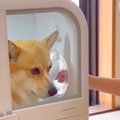 娘と夫が『ドライヤ…