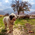 絶滅した牧羊犬種に…