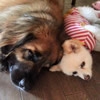 Q「超大型犬と小型犬…