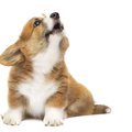 犬が『ギャン』と大…