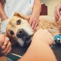 犬の全身麻酔が必要…