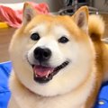 犬をうちわであおい…