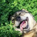 『幸せな犬』がよく…