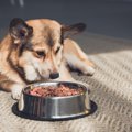 犬が夏に食欲減退し…