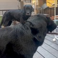 １本の棒を取り合う…