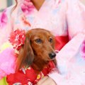 犬の飼い主が絶対に…