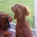 天国にいった先輩犬…