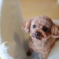 はしゃぎ過ぎる犬を…