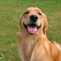 一度も面識のない飼…