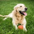 犬が『嫌いなおもち…