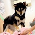 犬にドライヤーを使…