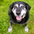 愛犬の『老いを感じ…