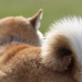 犬の尻尾が上がらな…