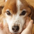 犬が「甘えながら唸…