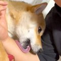 犬が飼い主の腕を舐…