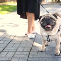 あなたは大丈夫？犬…
