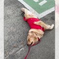 全力帰宅拒否のゴー…