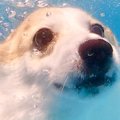 泳ぐのが大好きな犬…