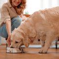 犬が大好きな『食べ…