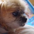 愛犬との16年。闘病…