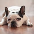 犬が『楽しくない』…