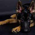 犬が飼い主に叱られ…