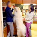 超大型犬が『おじい…