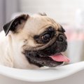 犬の『息が荒い』時…