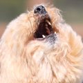 ボール遊びする犬を…
