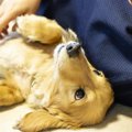 家族の中で「犬が一…