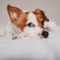 犬が『超わがまま』…