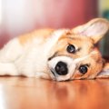 犬が亡くなる時、飼…