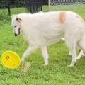 フリスビーを投げた…